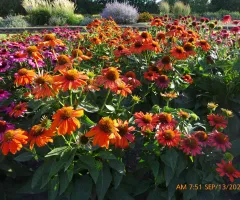 Echinacea Sombrero Adobe Orange Flower