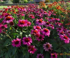 Echinacea Sombrero Rosada Flower