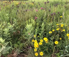 Meadow Garden at NDSU Gardens