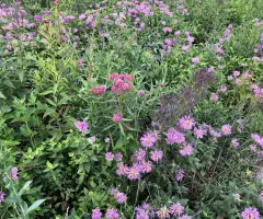 Meadow Garden at NDSU Gardens