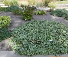 Mixed Sun Shade Garden at NDSU Gardens