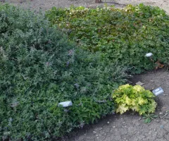 Mixed Sun Shade Garden at NDSU Gardens