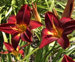 NDSU Historic Daylily Flower Red