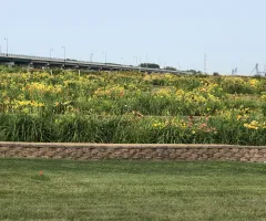 NDSU Historic Daylily Flower Field at NDSU