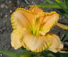 NDSU Historic Daylily Flower Yellow