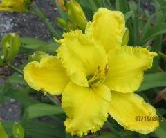 NDSU Historic Daylily Flower Yellow