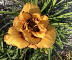 NDSU Historic Daylily Flower Yellow