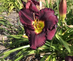 NDSU Historic Daylily Flower Red