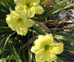 NDSU Historic Daylily Flower Yellow