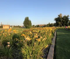 NDSU Historic Daylily Flower Field at NDSU