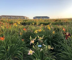 NDSU Historic Daylily Flower Field at NDSU