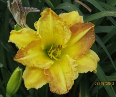 Close up of yellow NDSU Historic Daylily Flower