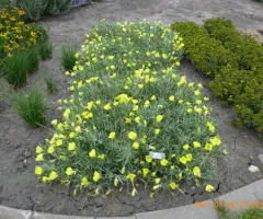 Oenothera Evening Sun