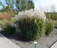 Ornamental Grass Garden at NDSU