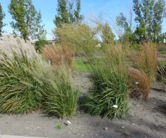 Ornamental Grass Garden at NDSU