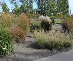 Ornamental Grass Garden at NDSU