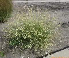 Ornamental Grass Garden at NDSU