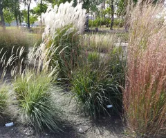 Ornamental Grass Garden at NDSU Gardens