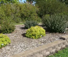 Ornamental Shrub Garden at NDSU Gardens