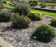 Ornamental Shrub Garden at NDSU Gardens