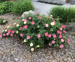 Ornamental Shrub Garden at NDSU Gardens