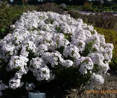 White Phlox Ka Pow Flower