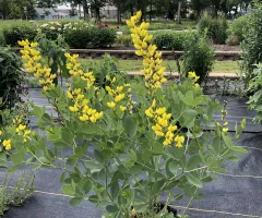 Yellow pollinator flower in NDSU Gardens