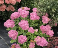 Pink pollinator flower in NDSU Gardens