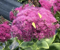 Purple pollinator flower in NDSU Gardens