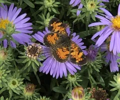 Butterfly on blue pollinator flower in NDSU Gardens