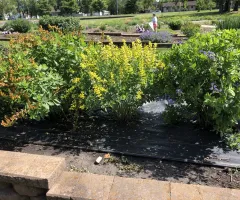Pollinator flowers in NDSU Gardens