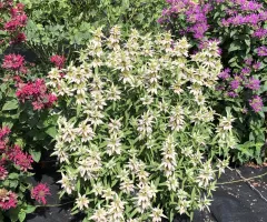 Pollinator Garden at NDSU Gardens