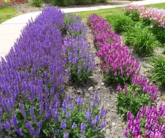 Salvia cultivars
