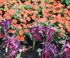 Flowers in shade garden at NDSU Gardens