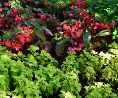 Flowers in shade garden at NDSU Gardens