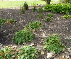 Flowers in shade garden at NDSU Gardens
