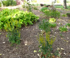 Flowers in shade garden at NDSU Gardens
