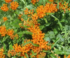 Flowers in Tanya Lita Chalimonczyk Memorial Garden at NDSU Gardens