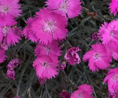 Pink flower in Tanya Lita Chalimonczyk Memorial Garden at NDSU Gardens
