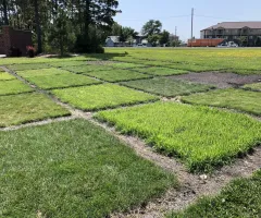 The NDSU Turfgrass Plots at NDSU Gardens