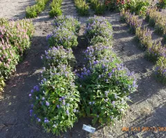 Blue Veronica Skyward