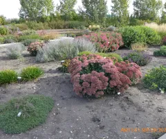 Plants in Xeric Garden at NDSU Gardens