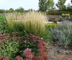 Plants in Xeric Garden at NDSU Gardens