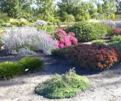 Plants in Xeric Garden at NDSU Gardens