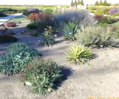 Plants in Xeric Garden at NDSU Gardens