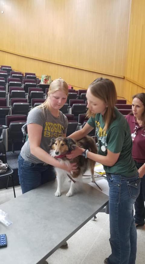 students examining a collie