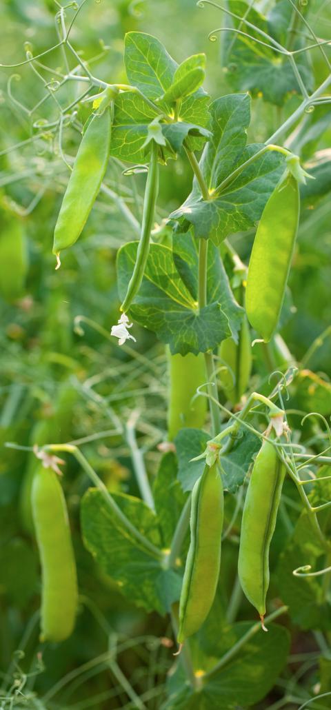 flowering pea plant