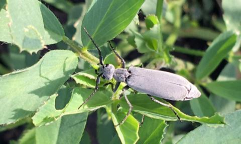 Ash gray blister beetle on a leaf