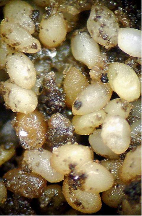 small white corn rootworm eggs
