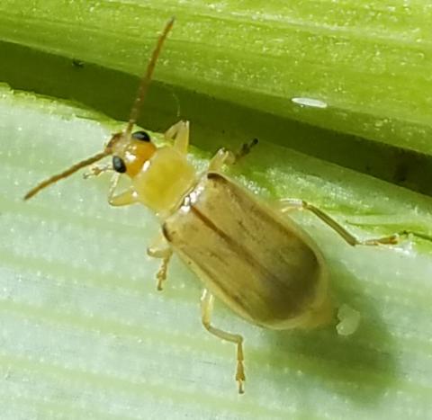 greenish yellow corn rootworm with atennae and two black eyes